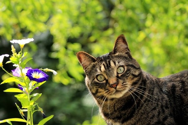 What types of flowers should be avoided if you have a cat in the house?