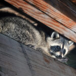 Eliminate-Animals-in-the-Attic