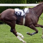 horse betting exchange